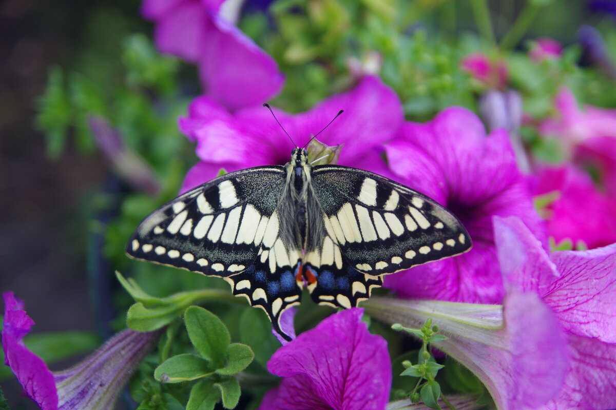 Бабочка присела отдохнуть - Сергей Швечков