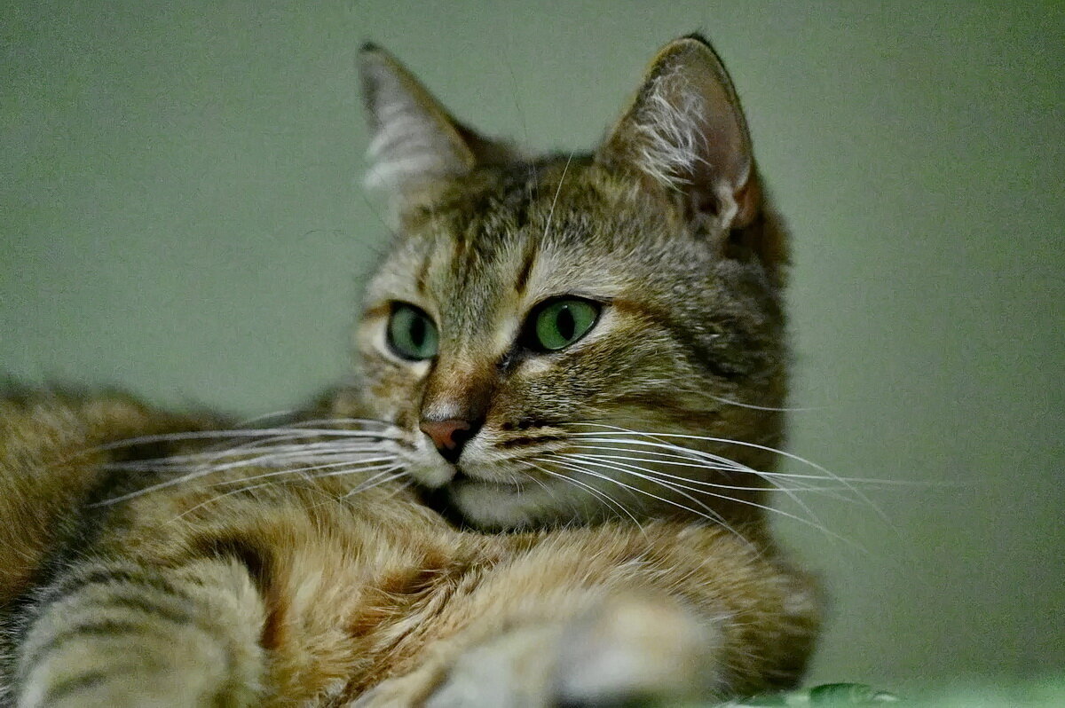 Моя любимица " Лекси..." - Николай Саржанов Моя любимица " Лекси..." - Николай Саржанов