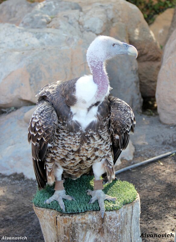 Стервятник,питается исключительно стервами. - Андрей Андреев Андреев Стервятник,питается исключительно стервами. - Андрей Андреев Андреев