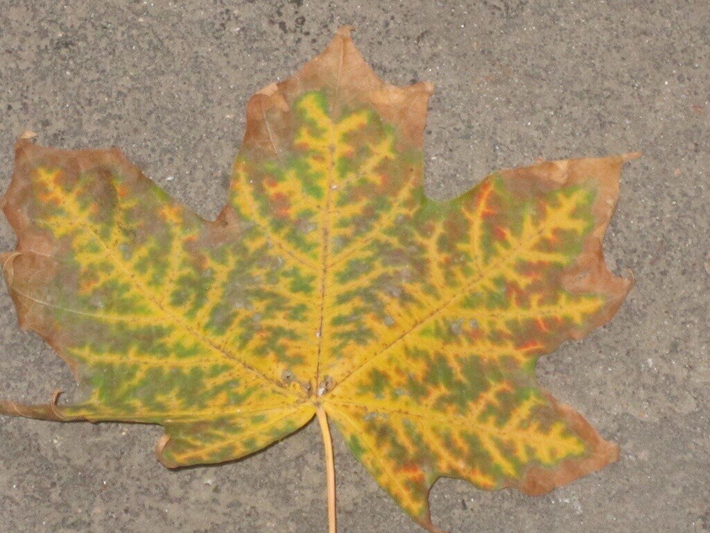 Кленовый листочек - Дмитрий Никитин