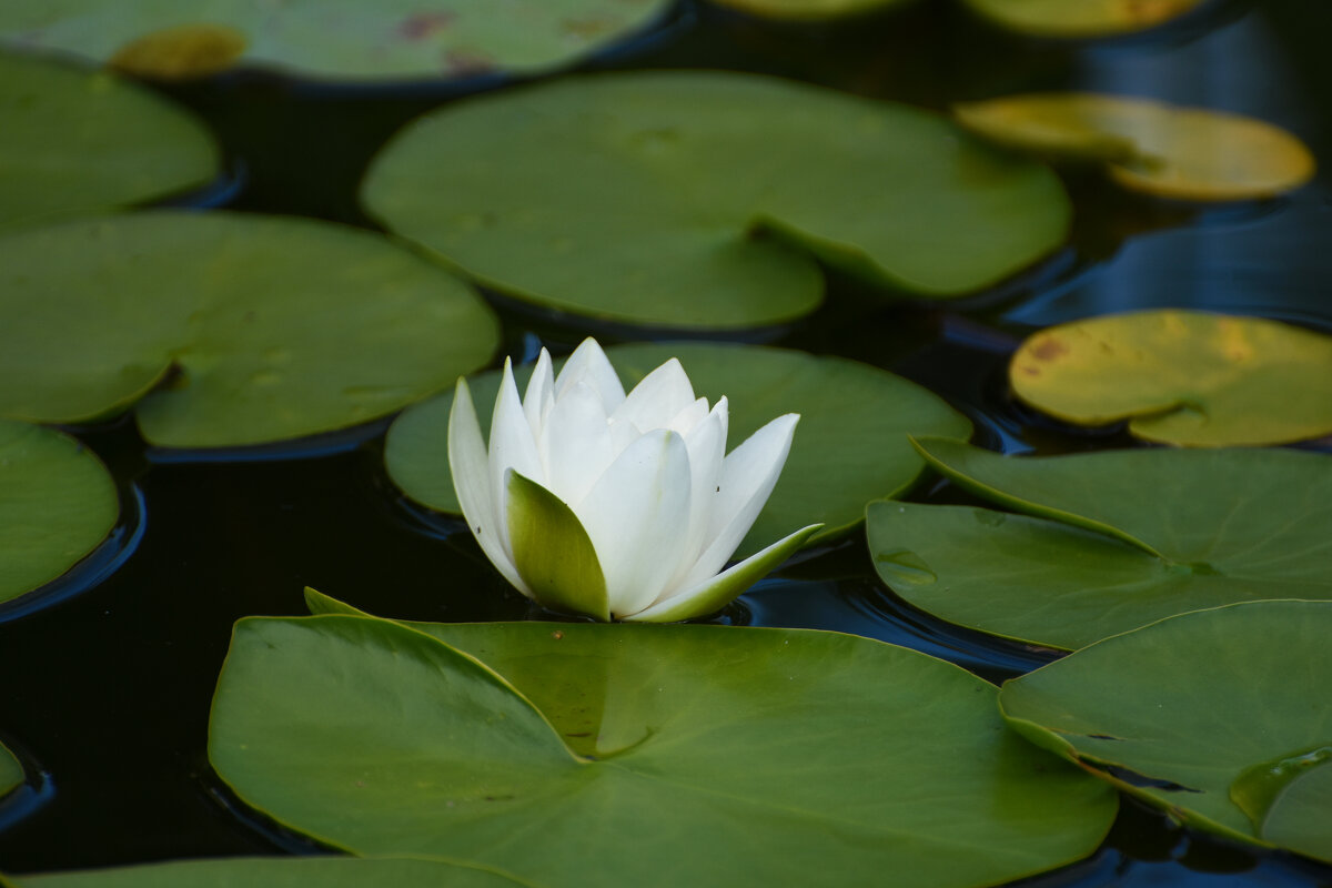 Лето в Ботаническом... Август. - Наташа ***** Лето в Ботаническом... Август. - Наташа *****