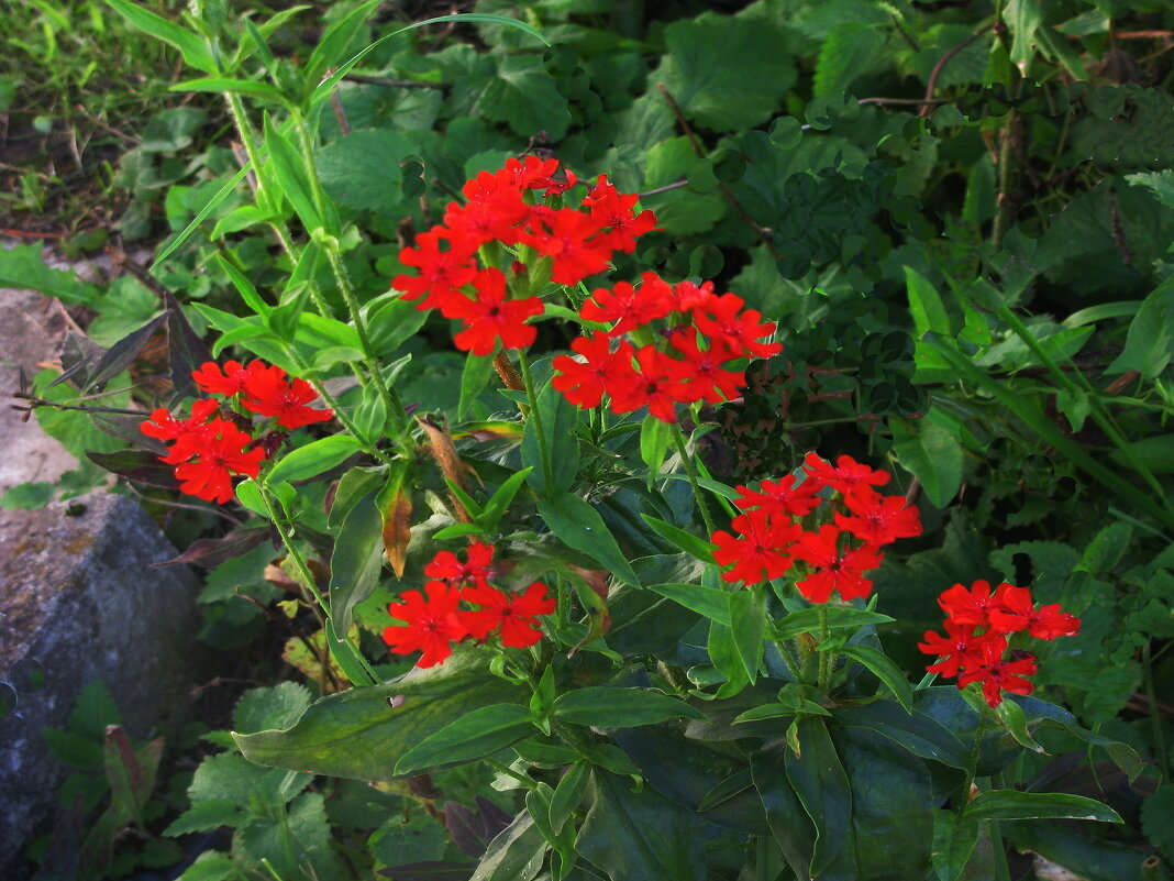 Лихнис цветёт - Людмила Смородинская