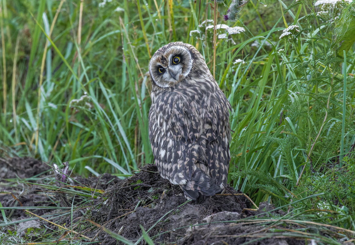 птенец болотной совы - юрий макаров