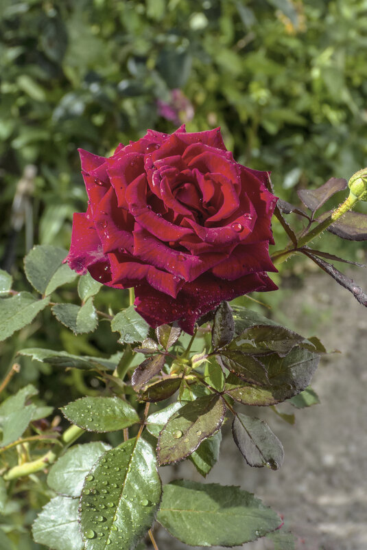 Бархатная роза - Валентин Семчишин Бархатная роза - Валентин Семчишин