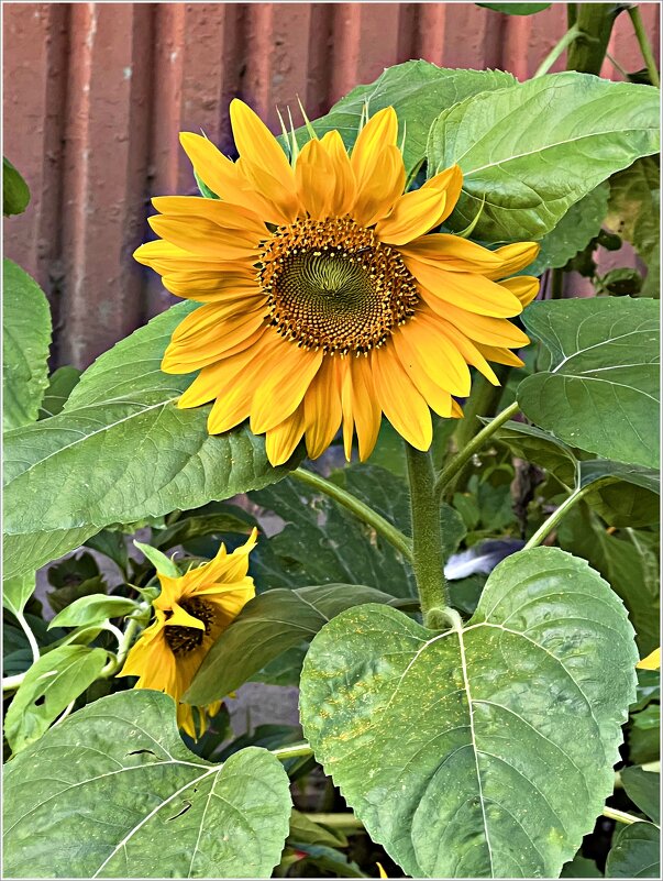 Цветы у дома. - Валерия Комова