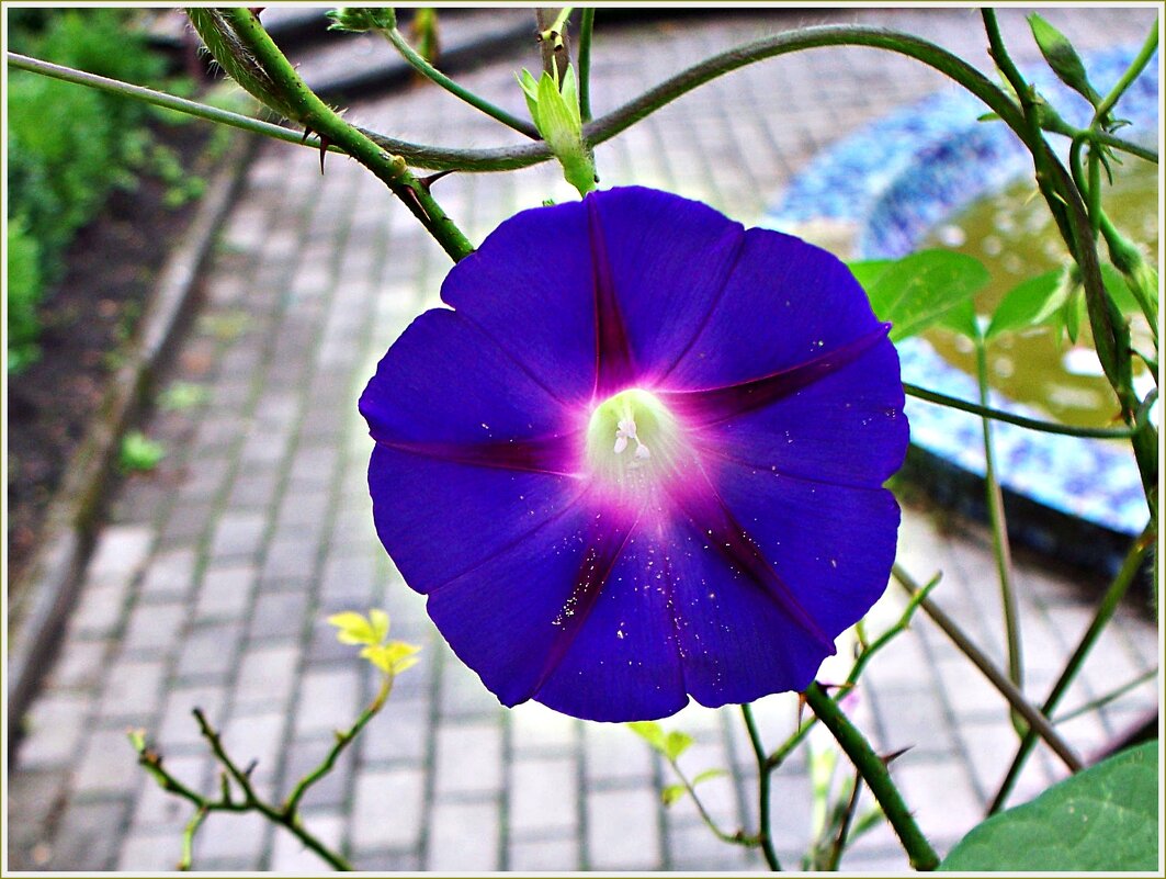 Ипомея. - Валерия Комова