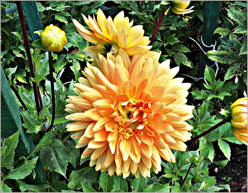 Георгины. - Валерия Комова