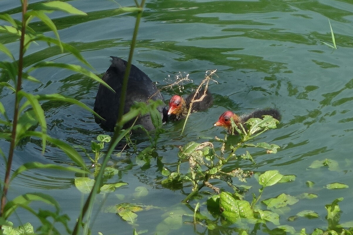 Лысуха в поиске пищи, птенцы в ожидание - Рита Симонова