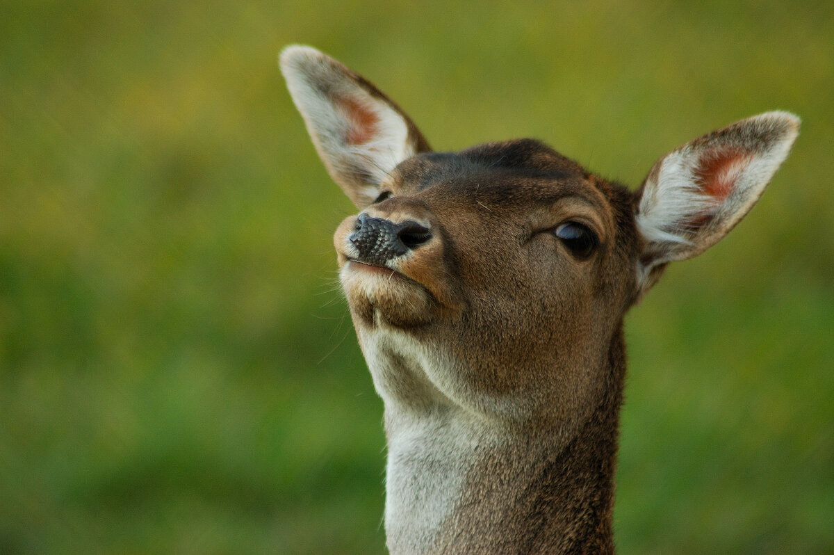 Модель1 - Роман Д