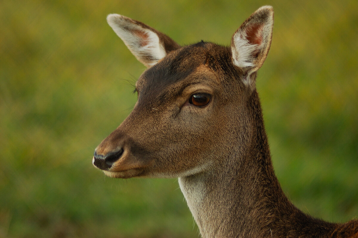 Модель 3 - Роман Д