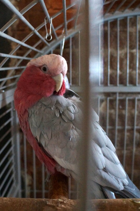 Кеша - zavitok *