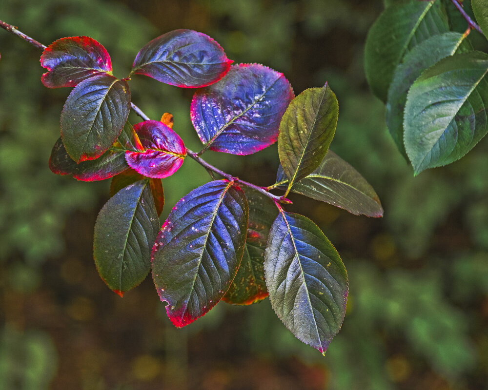 Веточка - Сергей Фомичев