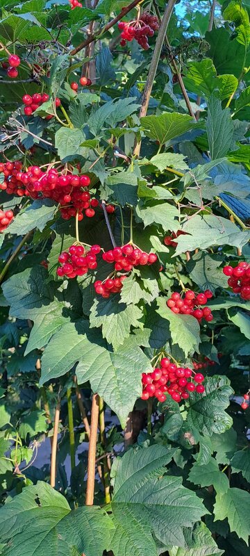 ,,, - Сергей Тимоновский