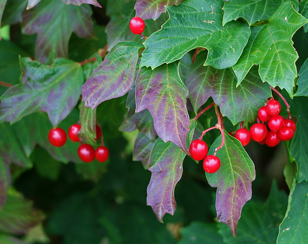 Калина красная, калина вызрела... - Светлана Калина красная, калина вызрела... - Светлана