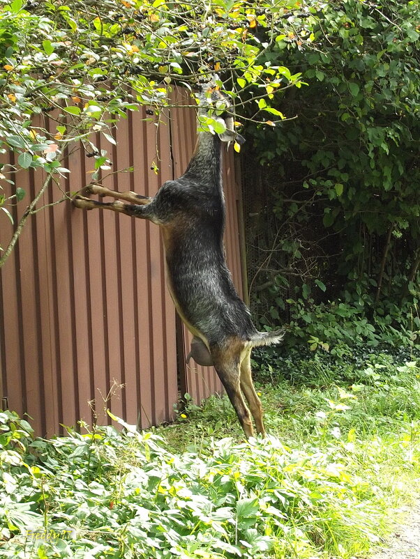 По чужим заборам... - Freddy 97