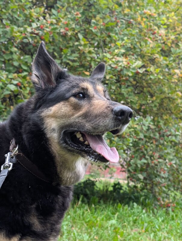 Тромос - Анастасия Логинова