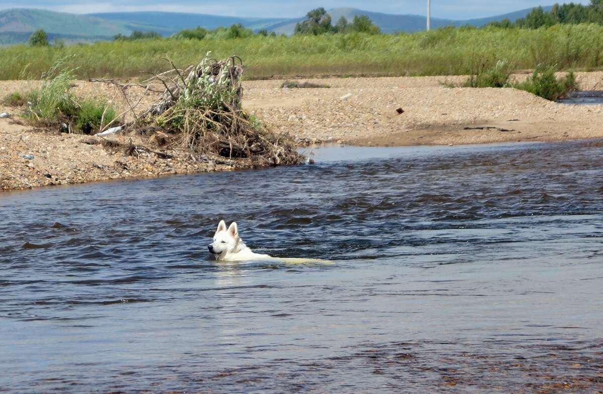 Хорошая пловчиха - Мишель71 