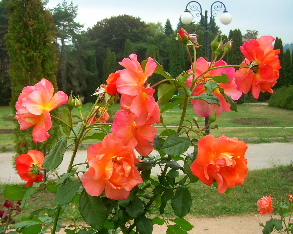 Осенние розы - Татьяна Р 