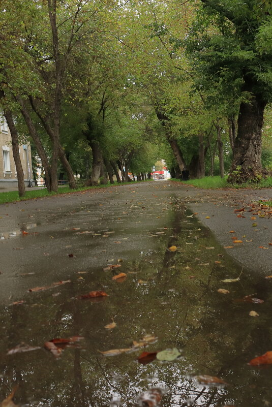 Сентябрь. Дождь. Осень. - Александр Николаев