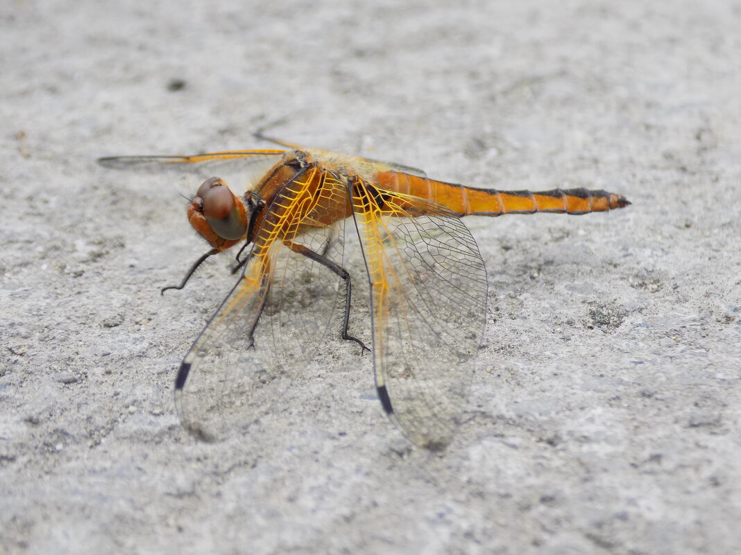 Рыжая стрекоза перед дождём - Константин Штарк