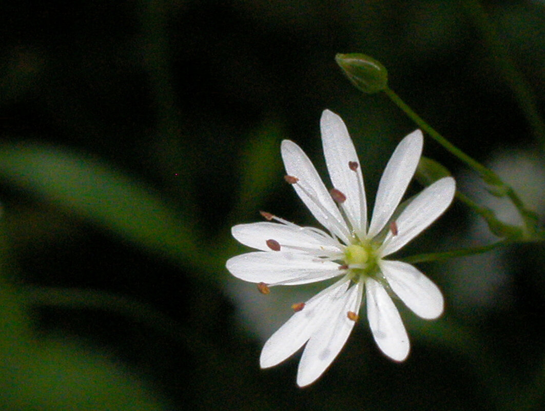 Звездчатка. - Наталья Лунева 