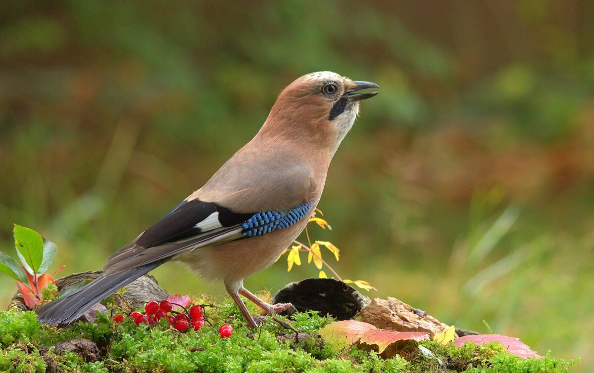 ... - Вячеслав Минаев