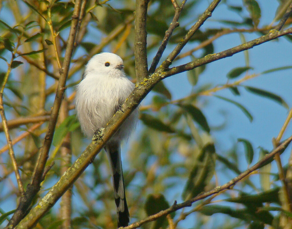 ополовник - gawrilа - dan