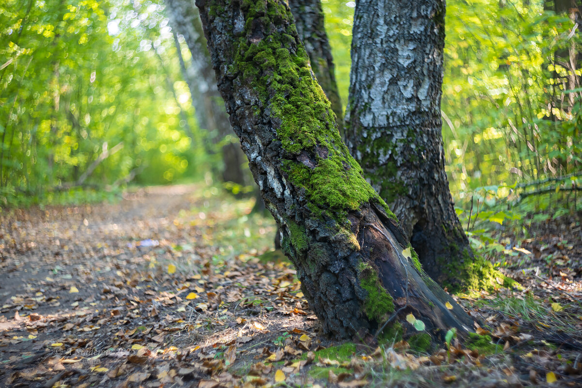 Мох на берёзе - Александр Синдерёв
