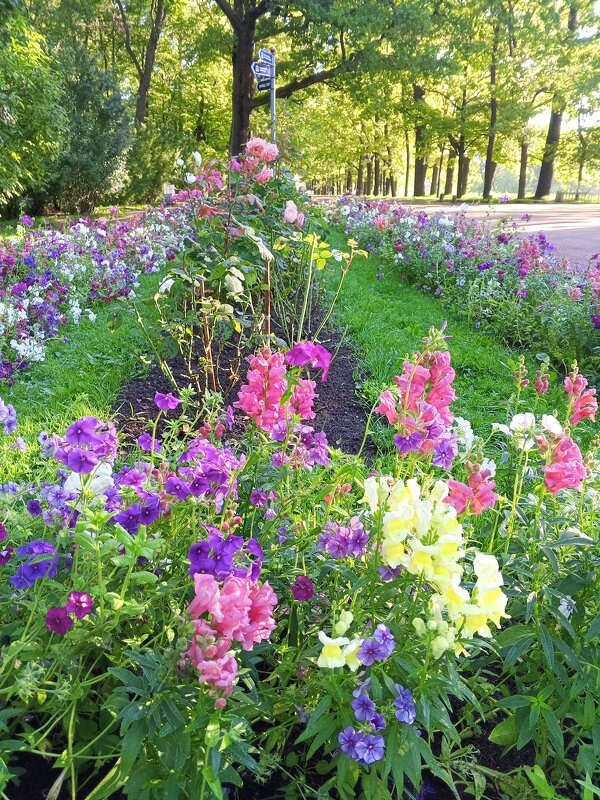 Львиный зев - Сапсан 