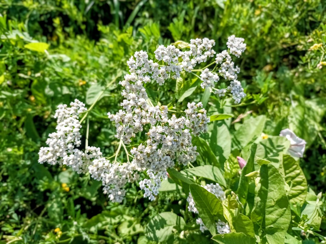 Цветы - Veera V Цветы - Veera V