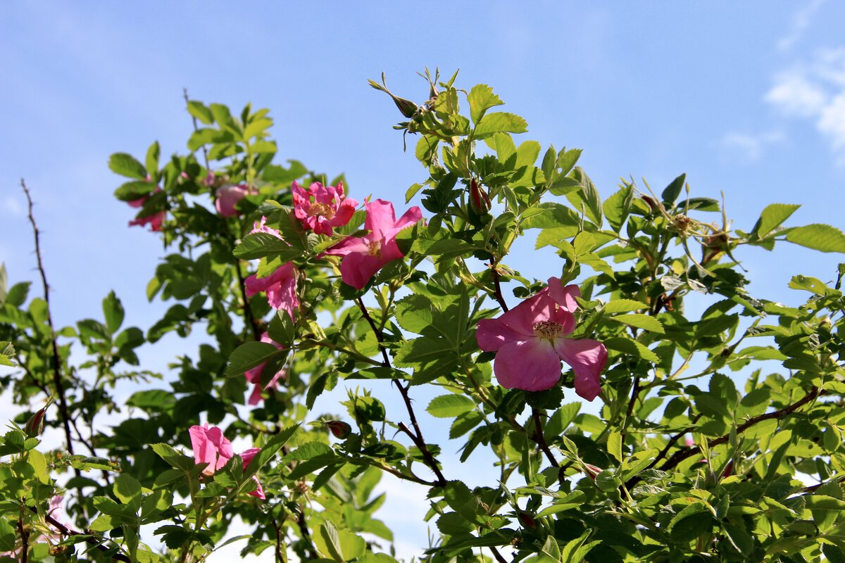 Ароматный шиповник - Любовь Ароматный шиповник - Любовь