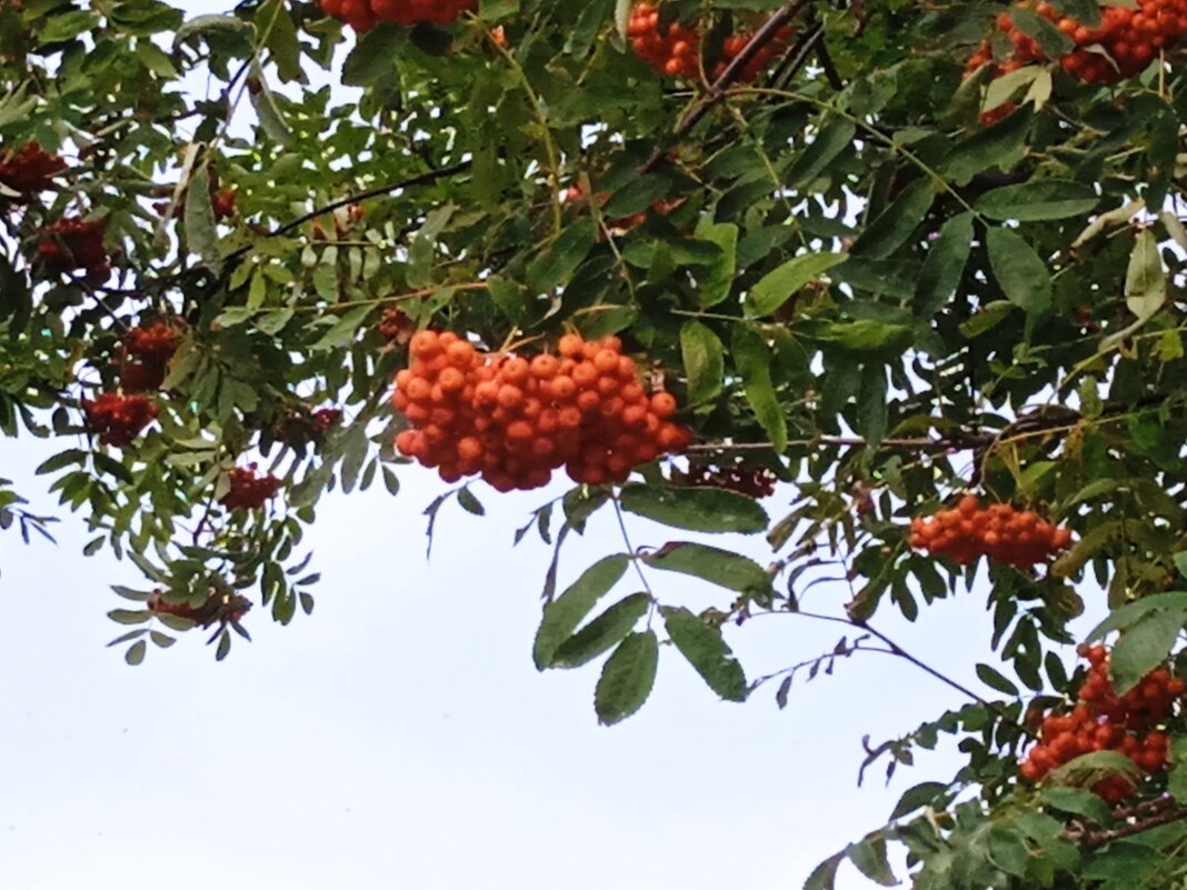 Рябина из Парка 300- летия Санкт-Петербурга! - Светлана Калмыкова Калмыкова