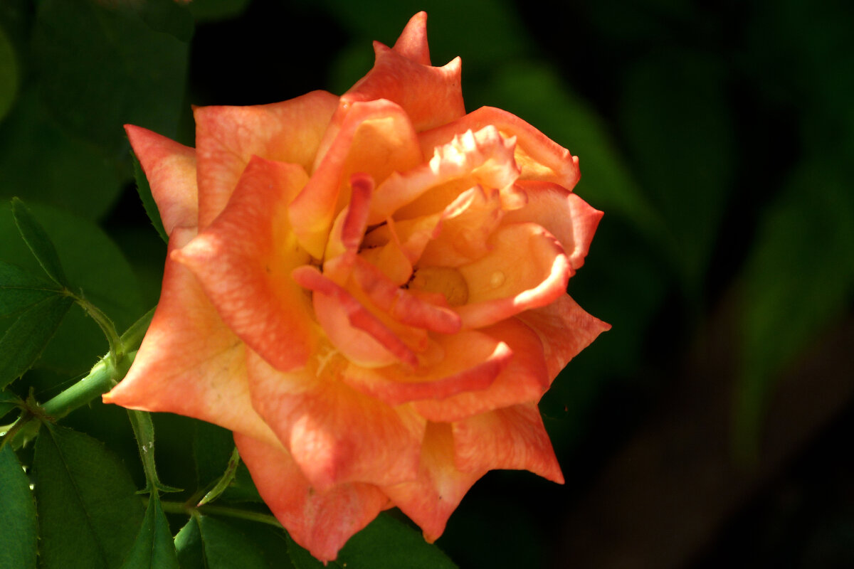 Оранжевая  Флорибунда - Валентин Семчишин