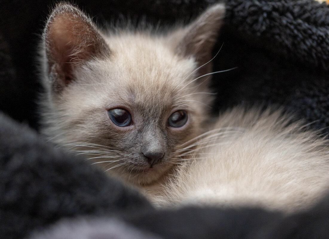 "Моя ПрелестЬ" - ivan38566 Овчинников