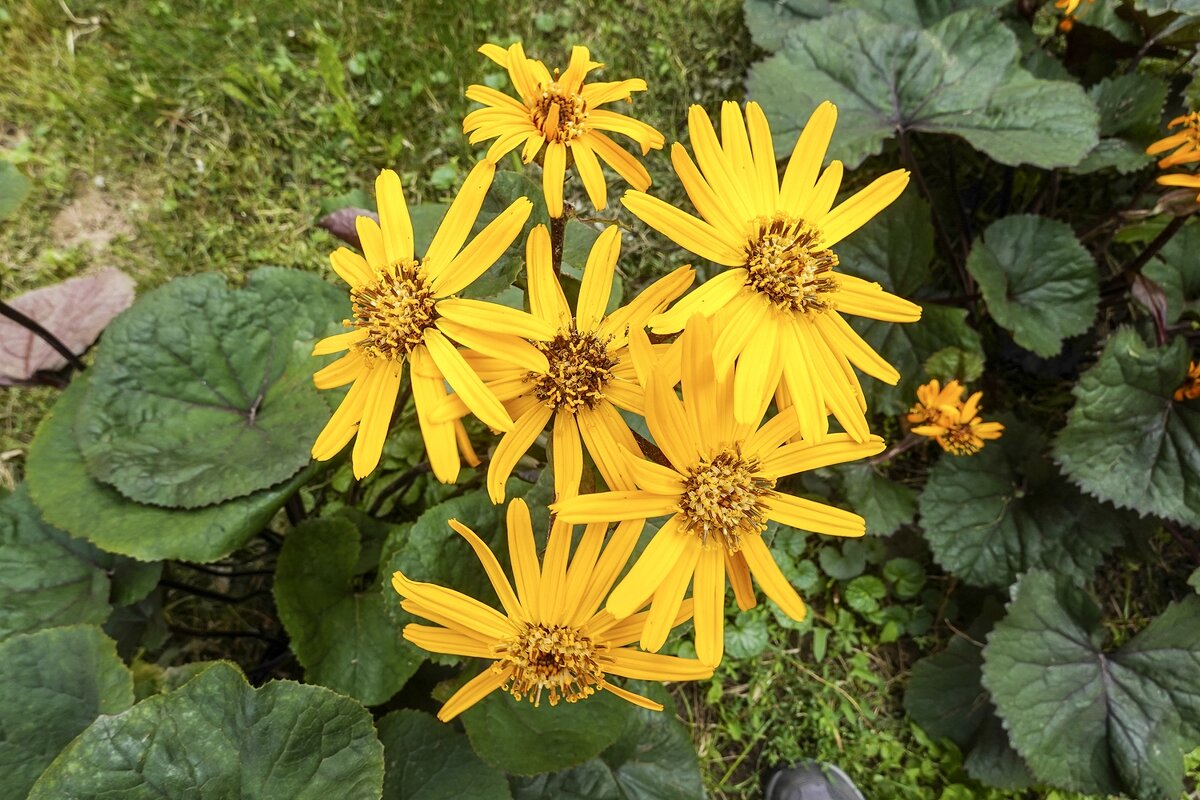 Сентябрьские - Валерий Иванович