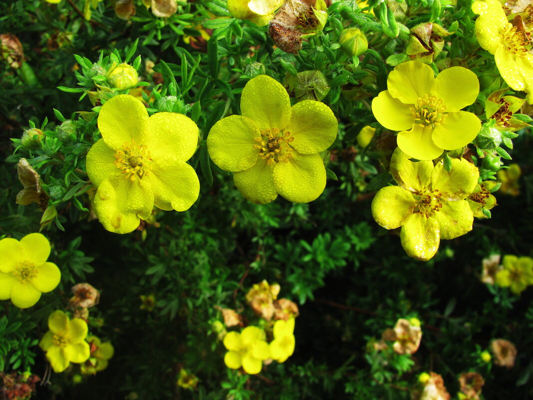 Лапчатка цветёт - Людмила Смородинская
