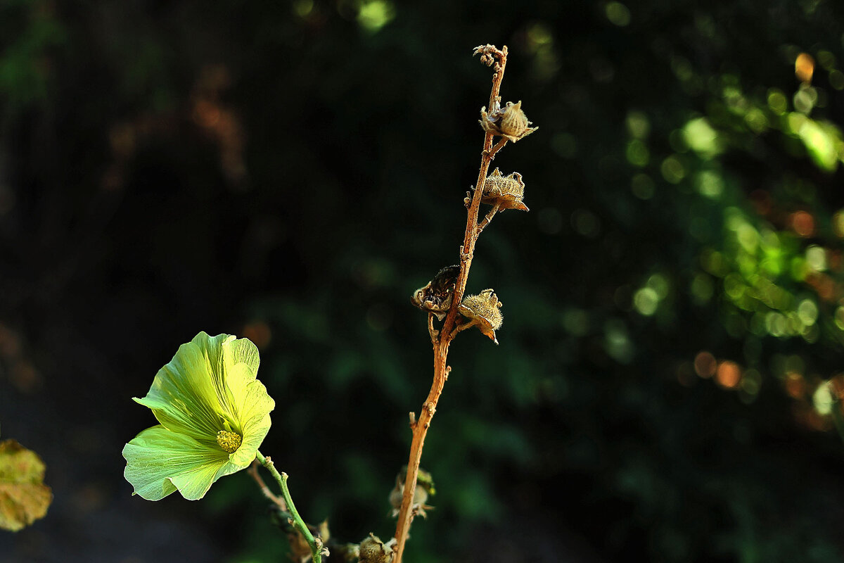 Мальва - Юрий Гайворонскiий