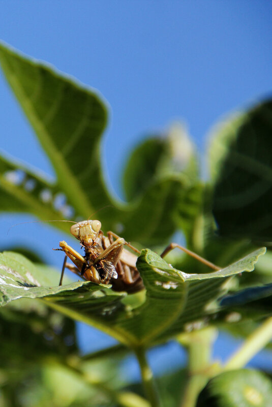 обед - Oksana Verkhoglyad