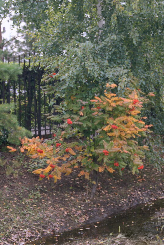 осень краски раздает. - сергей ермошкин осень краски раздает. - сергей ермошкин