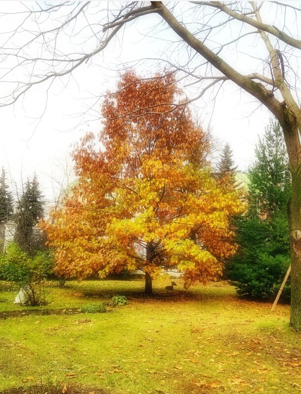 Осень - Любимова Ольга 