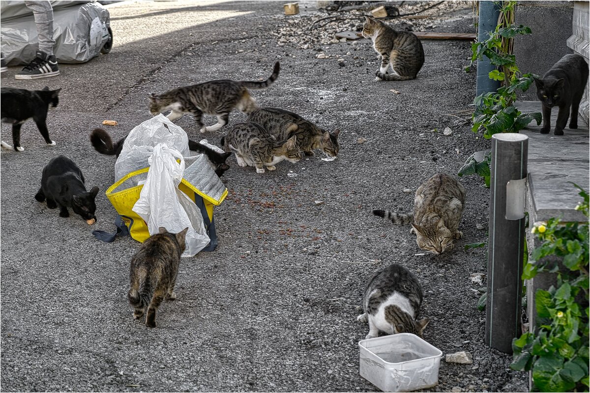 Кошки и кормёшки 2025г - ujgcvbif 