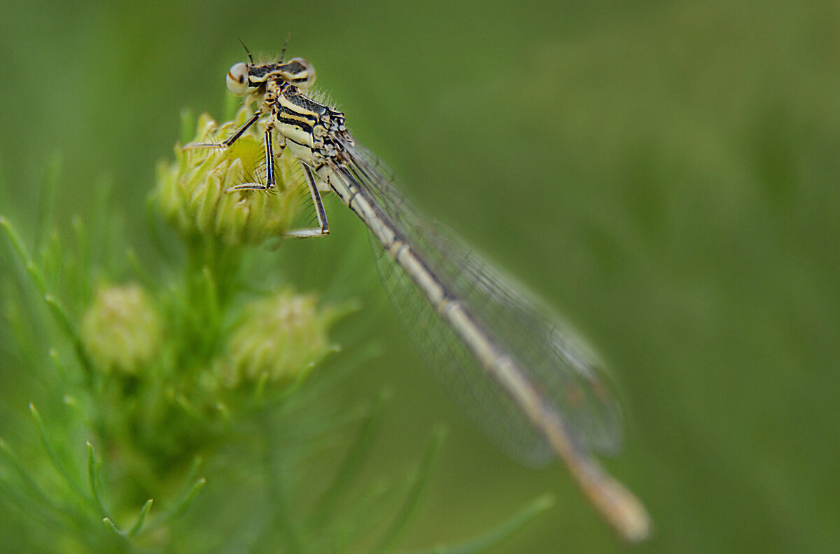 Плосконожка обыкновенная - Надежда Куркина Плосконожка обыкновенная - Надежда Куркина
