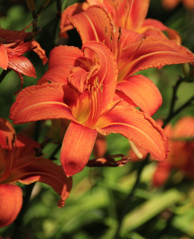 Оттенки июля ... - Татьян@ Ивановна