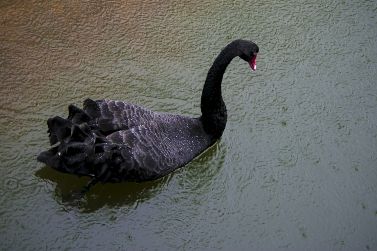 Чёрный Лебедь в ОСЕНЬ - Владимир Максимов