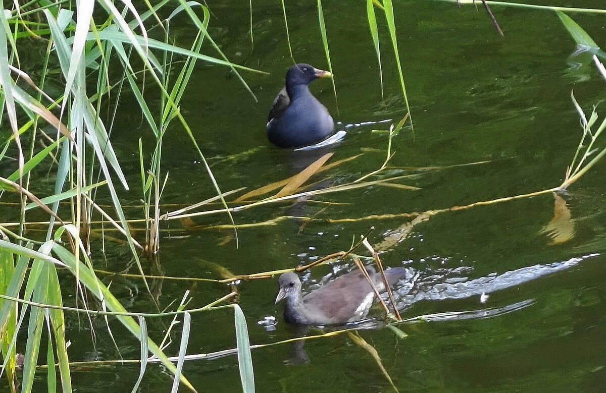 Камышница и камышонок - Рита Симонова Камышница и камышонок - Рита Симонова