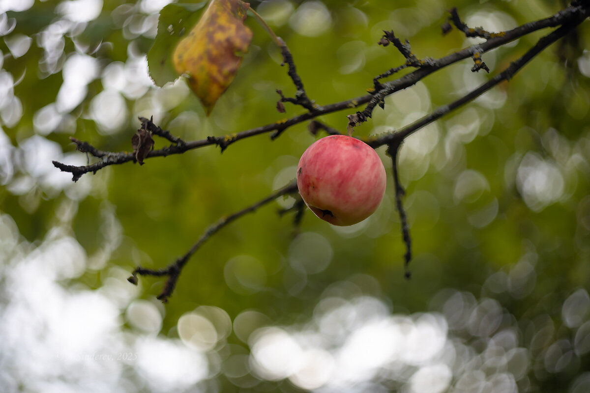 Яблоко на ветке - Александр Синдерёв