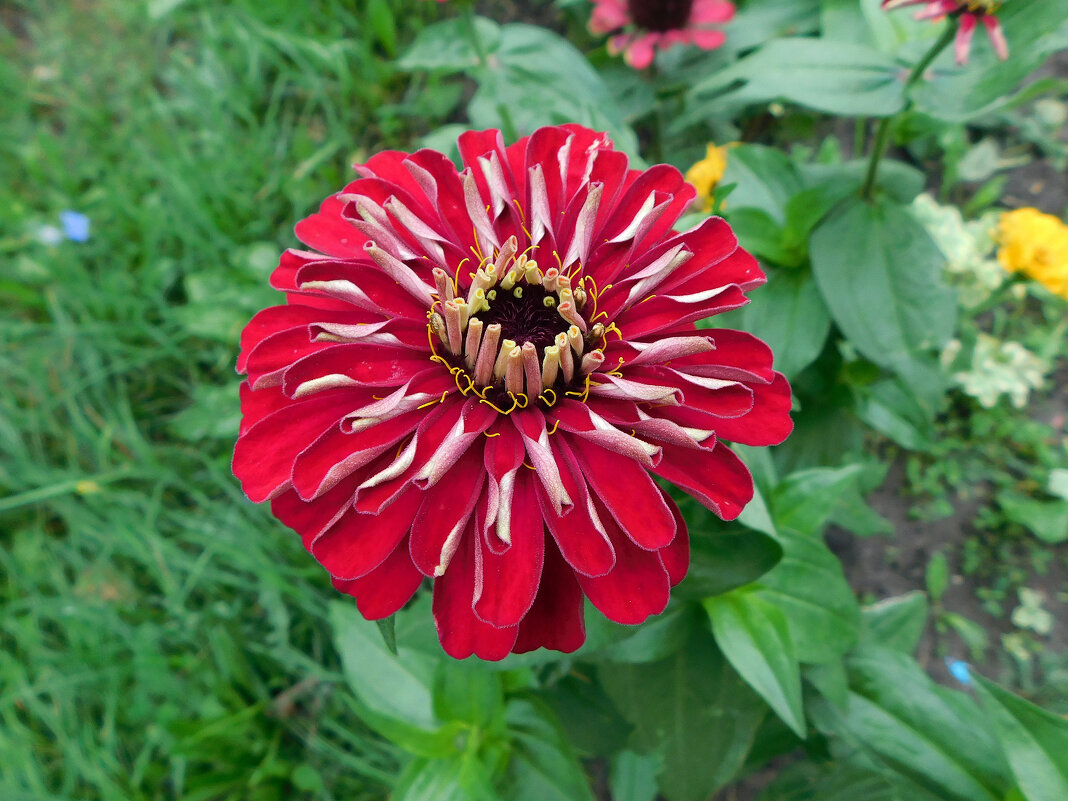 Цинния великан красный - Наиля 