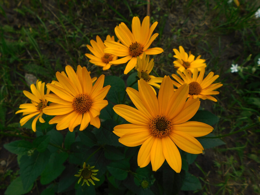 Гелиопсис - Наиля 