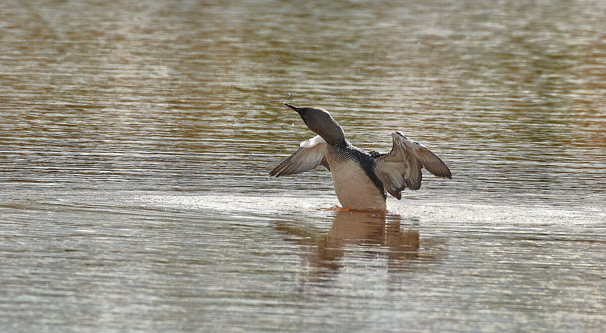 Гагара - Игорь Шабалин