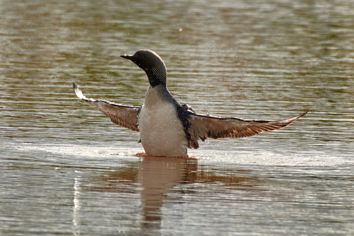гагары - Игорь Шабалин